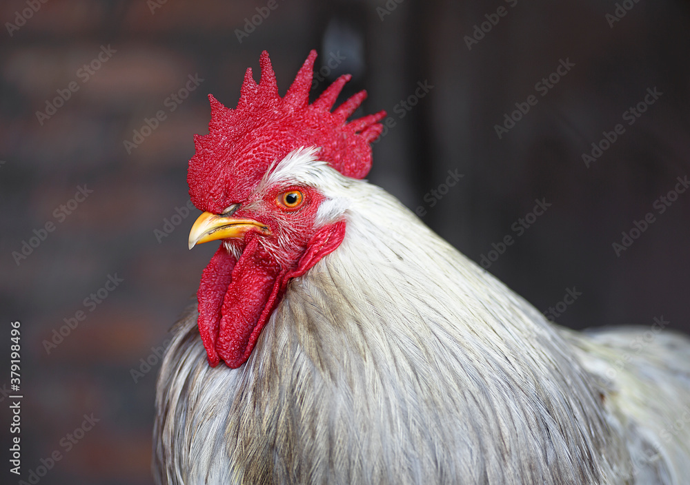 Rooster on a brown background. Red fire rooster. Portrait of a Rooster's head.