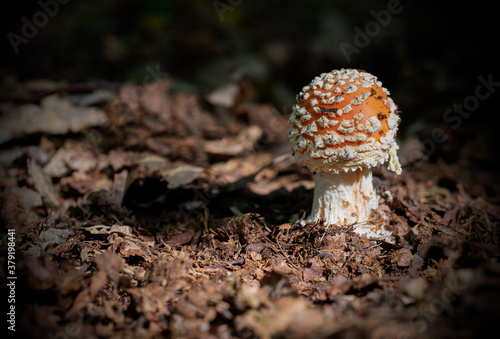 Fly Argaric ( Fly Amanita ) Mushrooms Growing In Piddington Wood photo