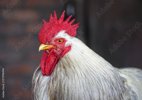 Rooster on a brown background. Red fire rooster. Portrait of a Rooster's head.