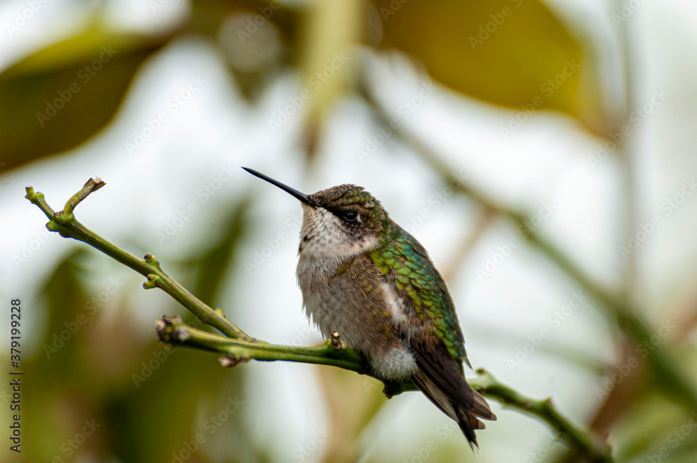 Obraz premium Hummingbird3