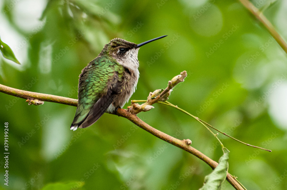 Fototapeta premium Humminhbird1