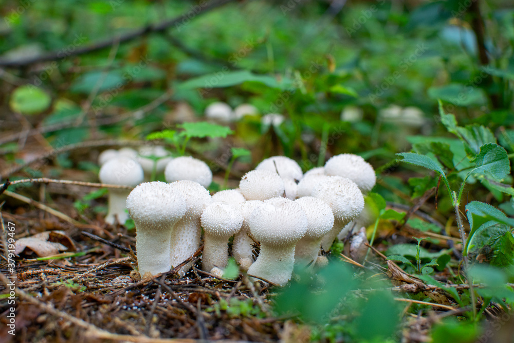 Mushrooms Lycoperdon perlatum, popularly known as the common puffball, warted puffball, gem-studded puffball, wolf farts or the devil's snuff-box in the forest autumn. Mushrooms Lycoperdon perlatum, popularly known as the common puffball, warted puffball, gem-studded puffball, wolf farts or the devil's snuff-box in the forest autumn.