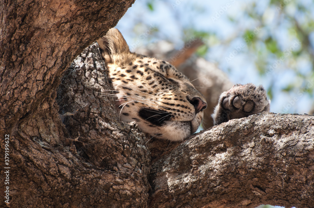 Obraz premium Leopard portrait sleeping in a tree