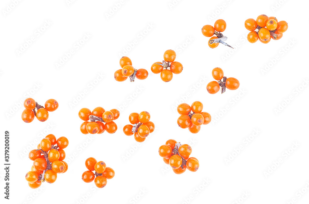 Fototapeta premium Small branches of sea buckthorn berries isolated on a white background, top view. Fresh ripe berries.
