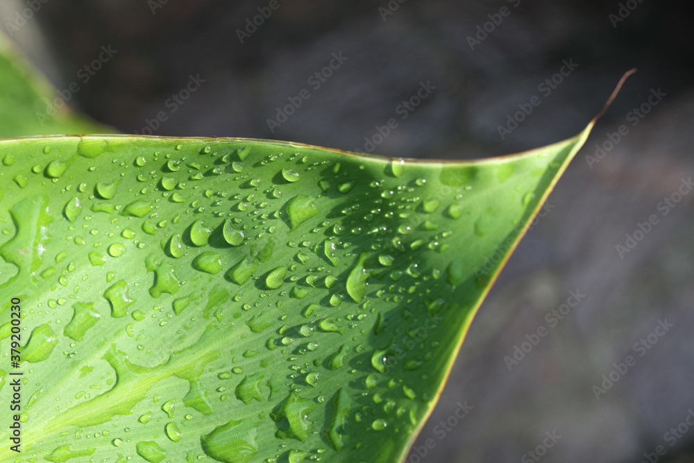 Fototapeta premium foglia macro con gocce di rugiada
