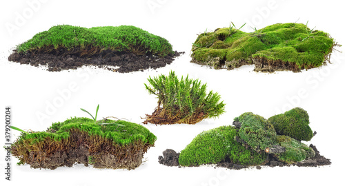 Set of green moss isolated on a white background