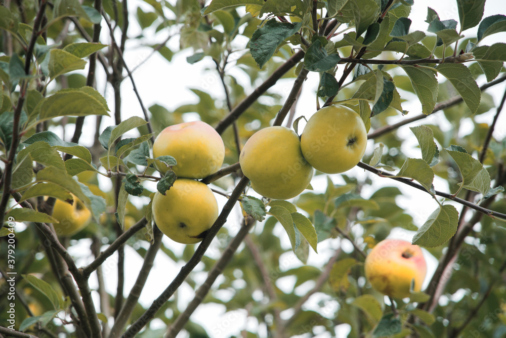 Verger en automne , pommes sur la branche .
