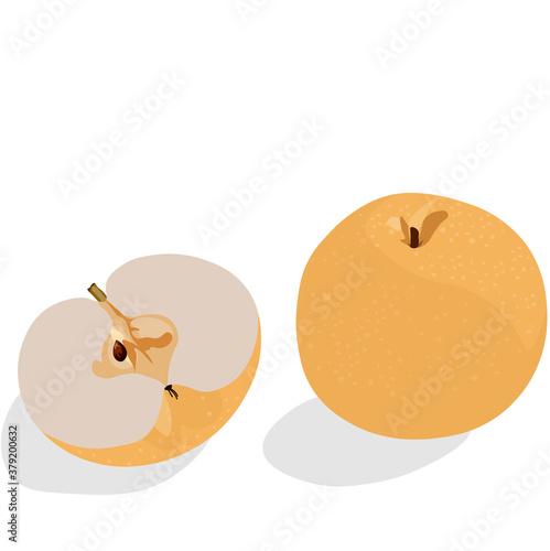 Vector stock illustration of a Snow pear or Korean pear on white background. Nashi pear fruits delicious and sweet. Close-up. Fresh sapodilla.