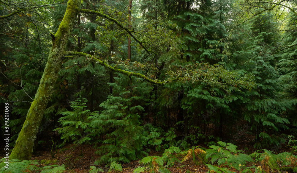 The green forest tree in The green forest tree in