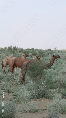 SAFARI JAISALMER INDE DESERT © Franck