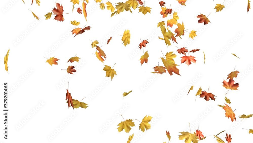 Maple autumn leaves falling, loop. Maple autumn leaves falling, loop.