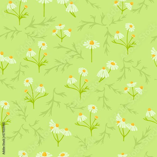 Seamless Pattern with Different Parts of Chamomile photo