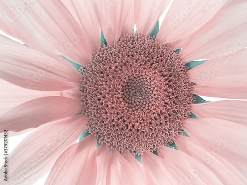 Blooming close-up sunflower toned in muted pinks