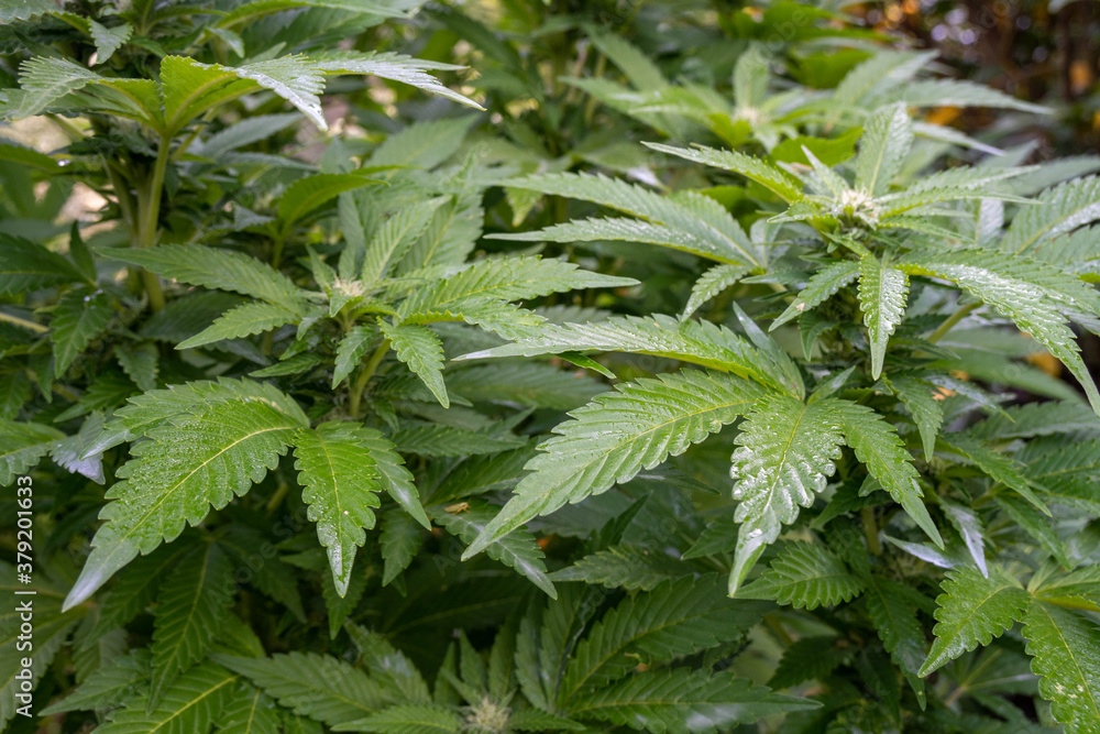 close up of marijuana plant close up of marijuana plant