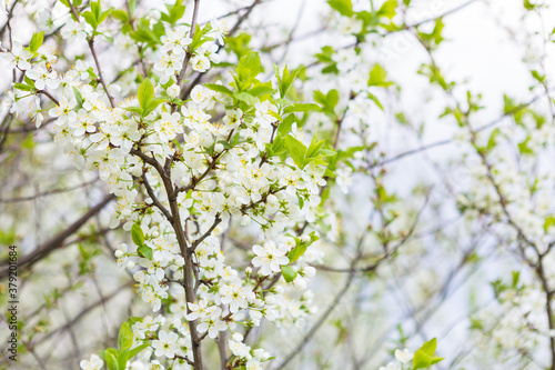 Cherry tree in blossom. Bird cherry closeup with selective focus