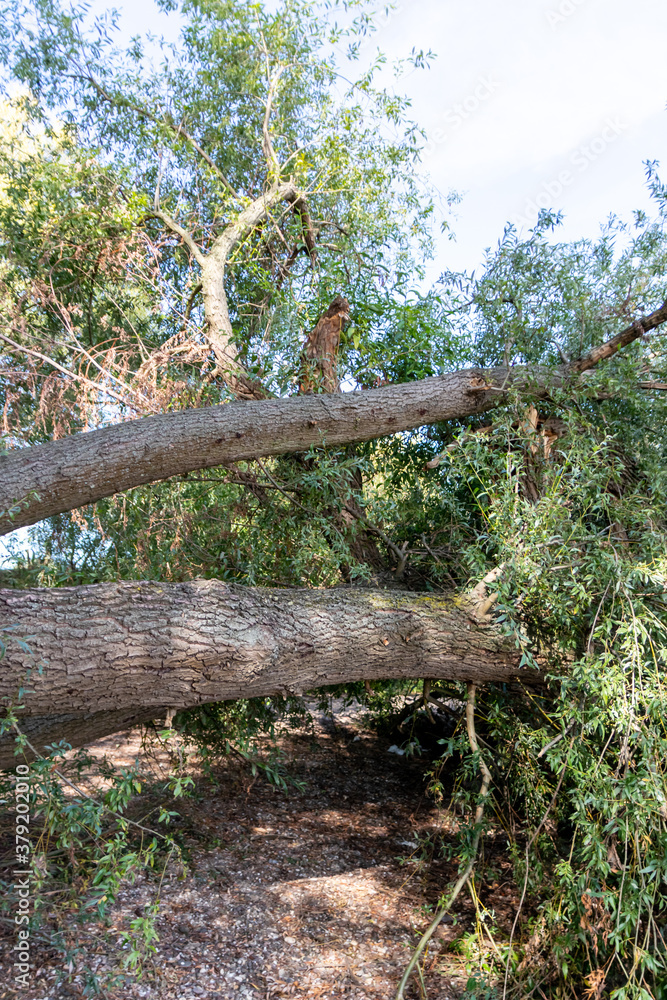 Fototapeta premium Fallen tree after extreme weather disaster like storm, hail storm or blizzard shows severe demolition of nature and the need for weather insurance due to dangerous weather and broken tree damage
