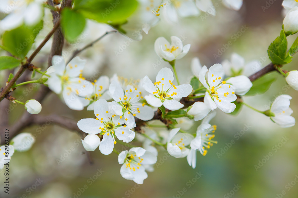 Cherry tree in blossom. Bird cherry closeup with selective focus Cherry tree in blossom. Bird cherry closeup with selective focus