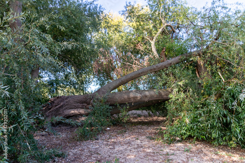 Fallen tree after extreme weather disaster like storm  hail storm or blizzard shows severe demolition of nature and the need for weather insurance due to dangerous weather and broken tree damage