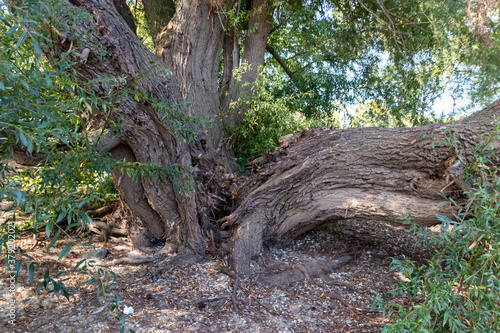 Fallen tree after extreme weather disaster like storm, hail storm or blizzard shows severe demolition of nature and the need for weather insurance due to dangerous weather and broken tree damage