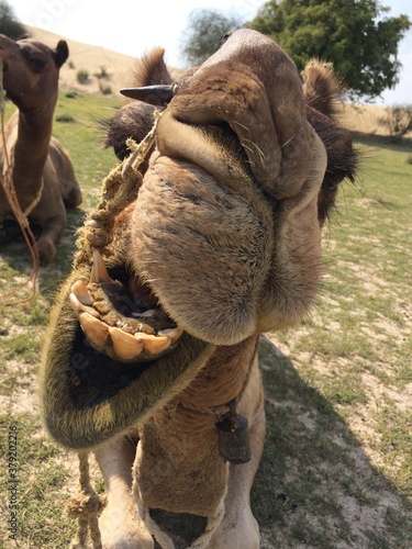 Wallpaper Mural SAFARI JAISALMER INDE DESERT Torontodigital.ca