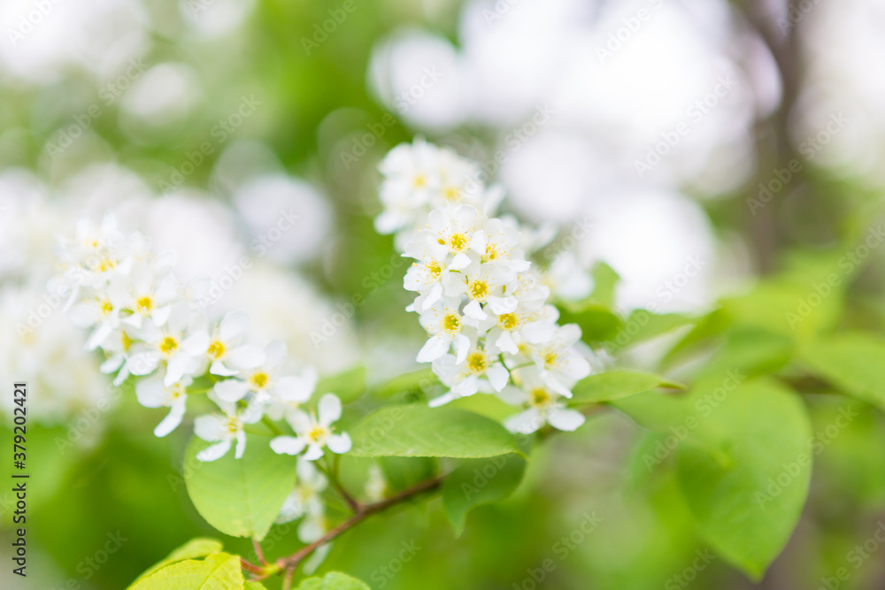 Bird cherry closeup with selective focus. Focus is on central part of the image. Bird cherry closeup with selective focus. Focus is on central part of the image.