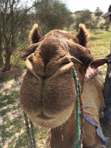 SAFARI JAISALMER INDE DESERT