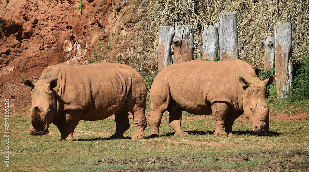 Fototapeta premium rinoceronte