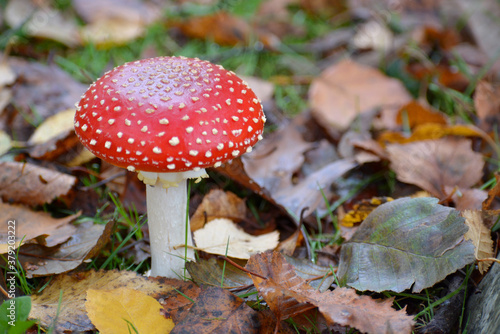 A fly agaric mushroom with a vibrant red cap in the autumn canadian forest.