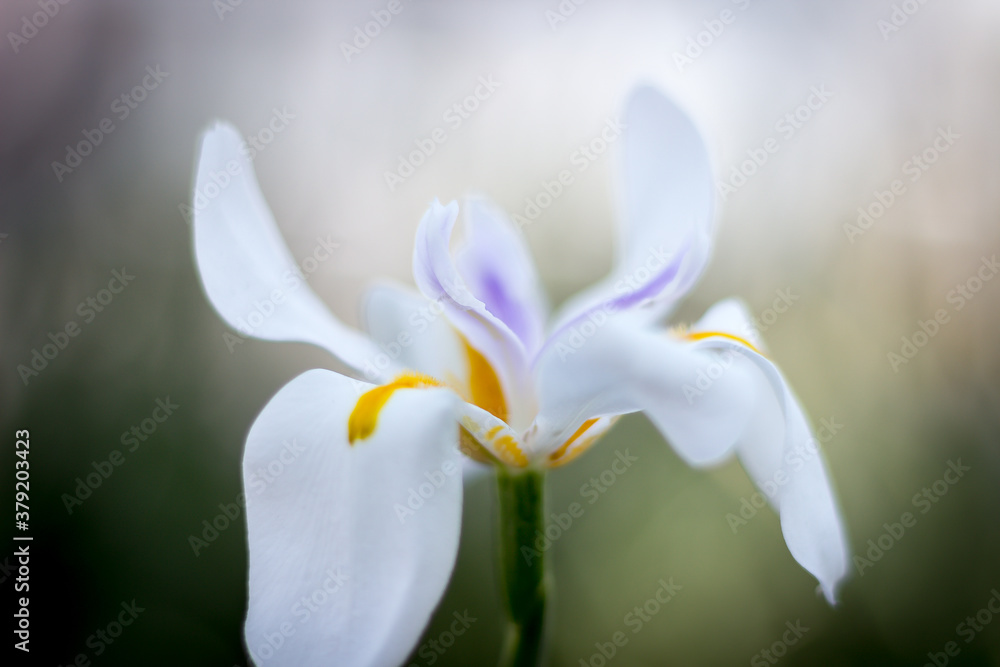 Flor blanca bokeh 3