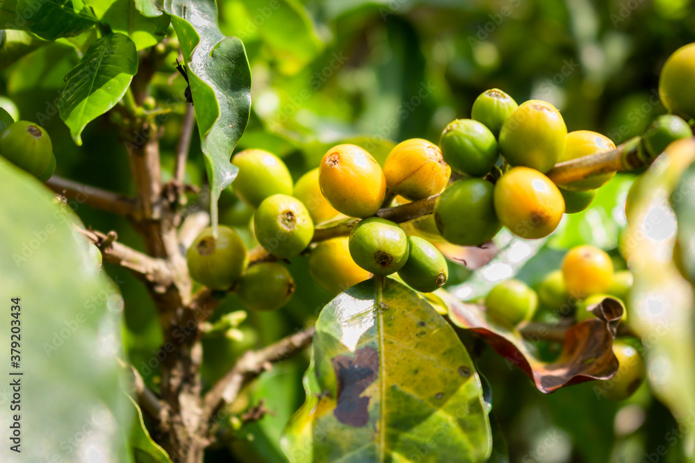 Plantation with green coffee leaves in Colombia Plantation with green coffee leaves in Colombia