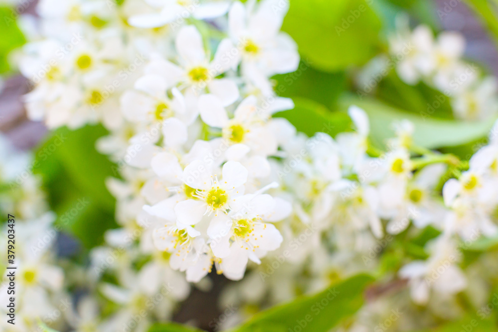 Cherry tree in blossom. Bird cherry closeup with selective focus Cherry tree in blossom. Bird cherry closeup with selective focus