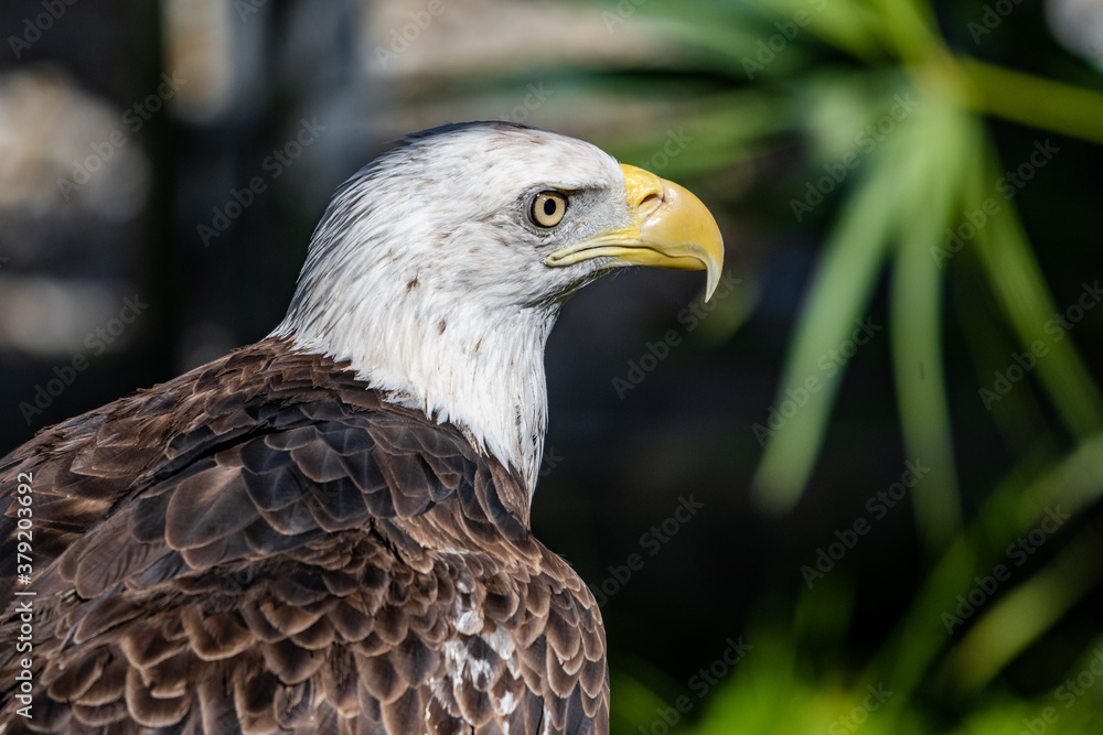 AMERICAN BALD EAGLE AMERICAN BALD EAGLE