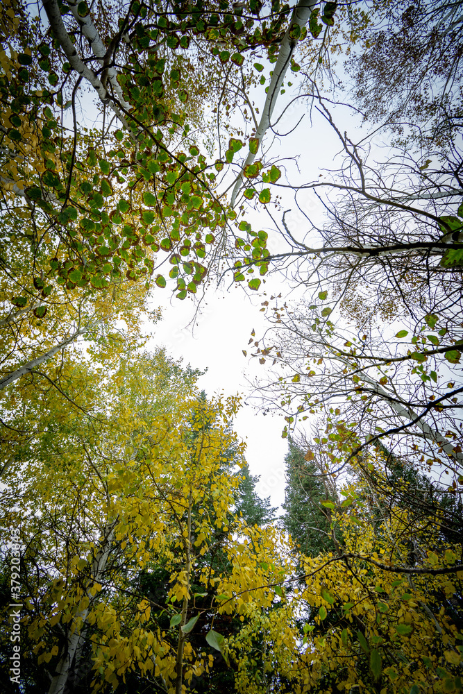 Fototapeta premium Looking up onto forest canopy.