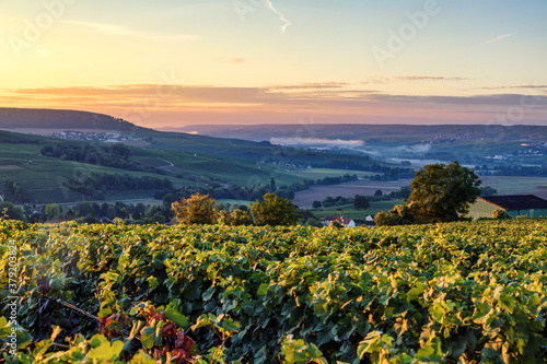 Champagne region in France. A beautiful view.	