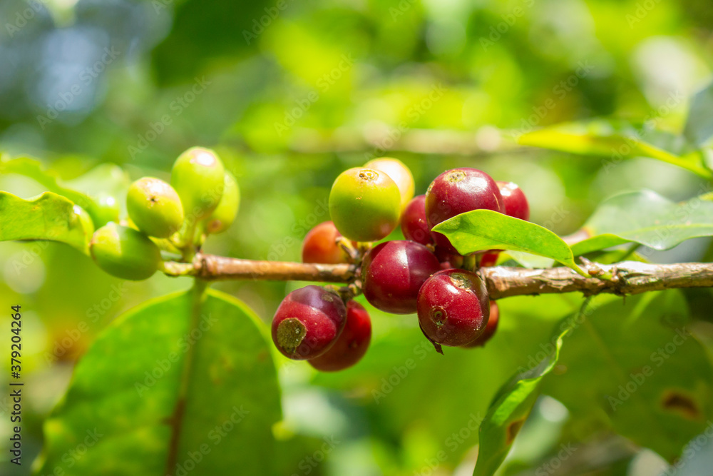 Obraz premium Plantation with green coffee leaves in Colombia