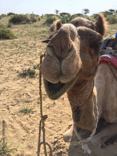SAFARI JAISALMER INDE DESERT
