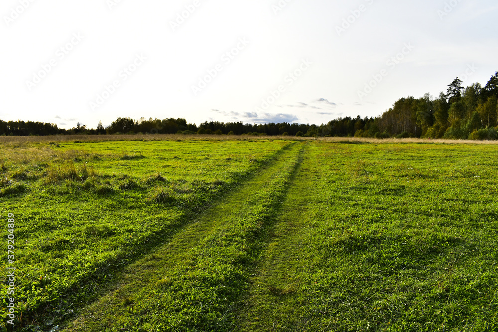 country road through the meadow