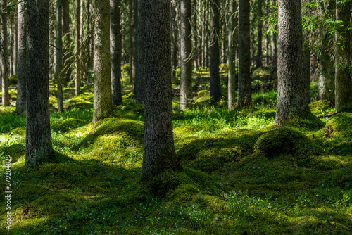 Beautiful fir forest in Sweden with moss on the forest floor
