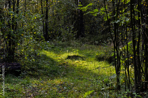 the rays of the setting sun illuminated a small clearing in the forest
