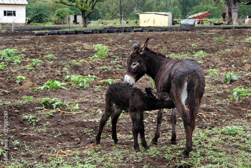 Landscape photo of a donkey on a farm in KwaZulu-Natal photo