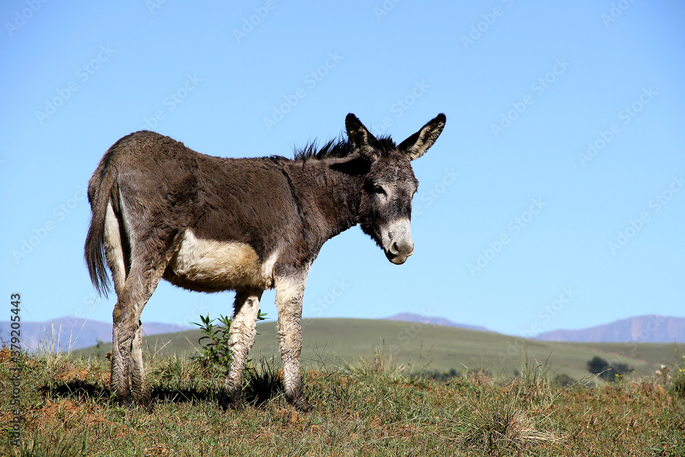 Landscape photo of a donkey on a hill. Landscape photo of a donkey on a hill.