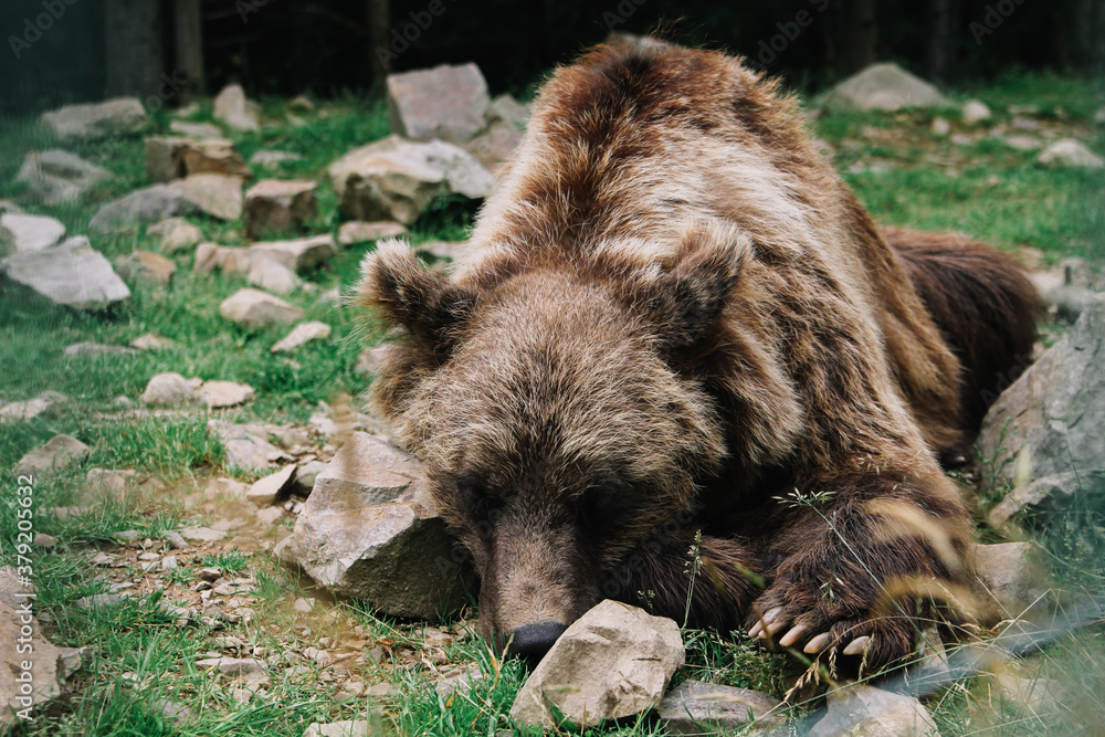 custom made wallpaper toronto digitalbrown bear in the woods