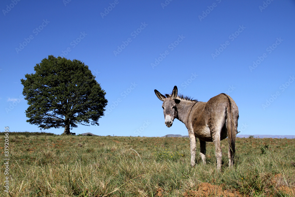 Landscape photo of a donkey on a hill. Blue sky. Tree. KwaZulu-Natal. Landscape photo of a donkey on a hill. Blue sky. Tree. KwaZulu-Natal.