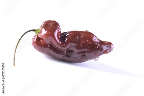 Chocolate bhut jolokia hot pepper type isolated on white background  photo