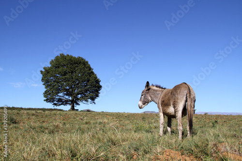 Fototapeta Naklejka Na Ścianę i Meble -  Landscape photo of a donkey on a hill. Blue sky.  Tree. KwaZulu-Natal. 