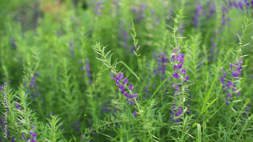 Wind Blowing Purple Flower of Baikal Skullcap or Chinese Skullcap Garden Wind Blowing Purple Flower of Baikal Skullcap or Chinese Skullcap Garden