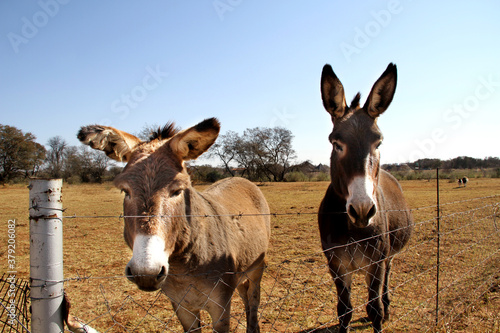 Landscape photo of two donkey in a winter-field. Northwest, South Africa. Asno-de-las-encartaciones breed. © Elizabeth Lombard