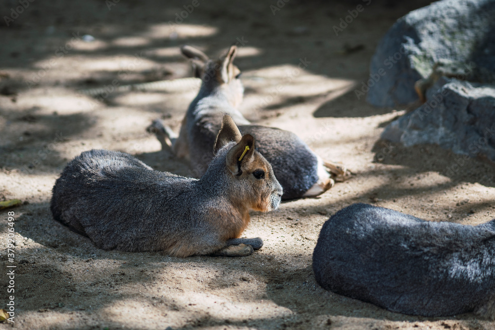 Naklejka premium Mara del Chaco - conejo de la Patagonia