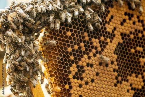 The beekeeper looks after honeycombs. Apiarist shows an empty honeycomb. The beekeeper looks after bees and honeycombs. Empty bee honeycombs