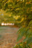 Autumnal leaves in blurred background. Autumnal Park. Autumn Trees and Leaves